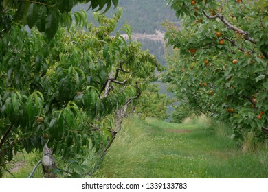 Looking toward a lake down a row of peach trees