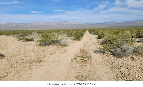 Looking towards the Cima Dome from Globe Mine Road near the foot of the Providence Mountains., Mojave National Preserve, Califronia, USA