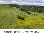 Looking towards Kingston Ridge in the Sussex countryside, with cattle grazing in the distance and poppies in the foreground