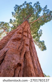 Looking Up at a Towering Giant Sequoia Tree against a Bright Sky