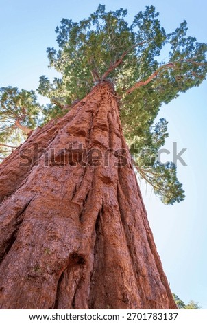Looking Up at a Towering Giant Sequoia Tree against a Bright Sky