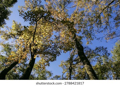 Looking up at the towering maple trees in the deep forest,