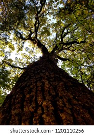 Looking up a tree