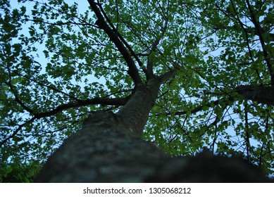 Looking Up a Tree
