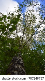 Looking up at Tree