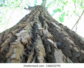 Looking Up the Tree Bark