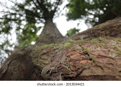 Looking Up From Tree Base