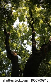 looking up at tree canopy