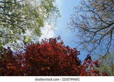 Looking up in to a tree canopy