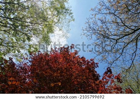 Looking up in to a tree canopy