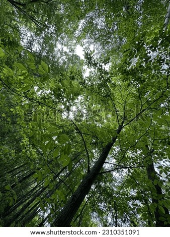 Similar – Image, Stock Photo green sky Colour photo