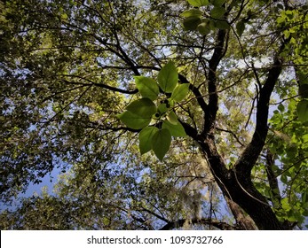 Looking Up At Tree Leaves and Nuts