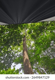 Looking Up at a Tree Through a Canopy