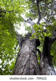 Looking up to tree top. (Portrait)