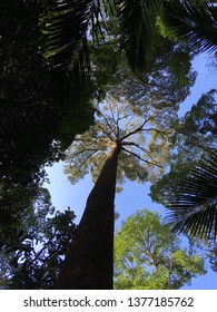 Looking in the tree tops