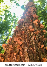 Looking up to the tree tops.