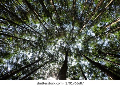 Looking Up At Tree Tops In Kumano Kodo Pilgrimage Trail In Wakayama Japan During Spring Season