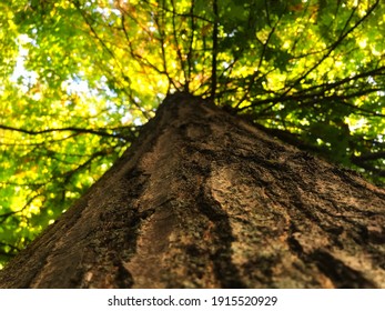 Looking up a tree trunk green background