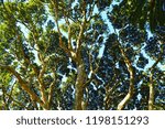 Looking up in the trees