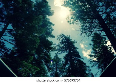 Looking up at the Trees (2)