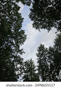 Looking up at the trees