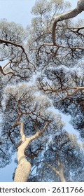 Looking up at the trees
