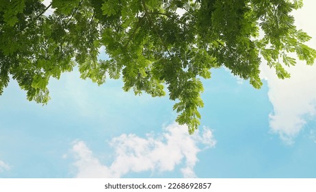 Looking up trees blowing in the wind with blue sky. Azure sky and bright cloud in daytime is beautiful. Branch of tree is beautiful bright green leaf and It is refresh for looking on summer time - Powered by Shutterstock