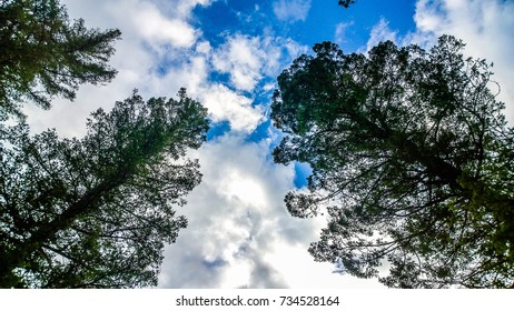 looking up at trees with blue sky