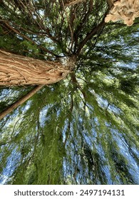Looking up at a trees branches
