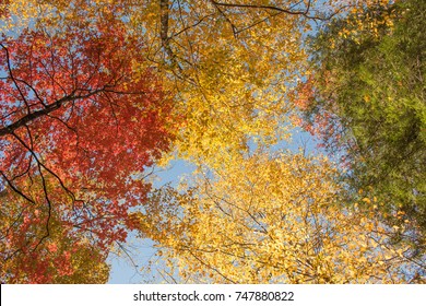 Looking Up At Trees With Fall Colors In Great Smoky Mountains National Park