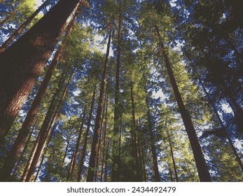 Looking Up The Trees In A Forest