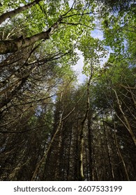 Looking up at Trees in a forest