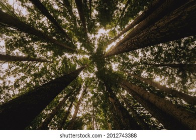 Looking Up In The Trees, High Trees, Redwood Forest, Australia, Great Ocean Road