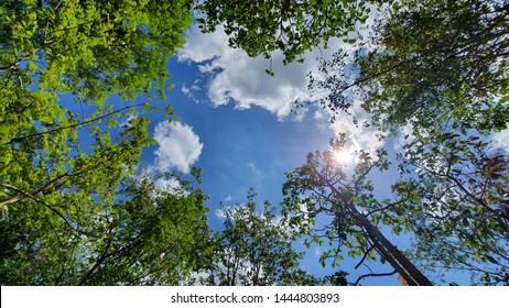 Looking Up Trees With Sky Clouds.