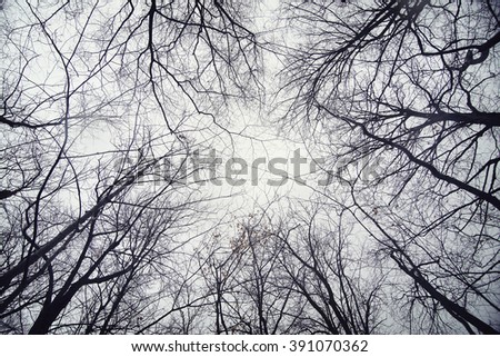 Similar – Image, Stock Photo Forest & Trees Environment