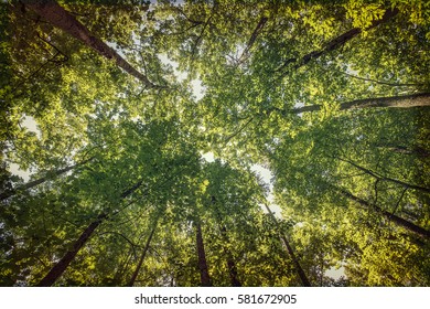 Looking Up At The Trees In Yorktown, Virginia