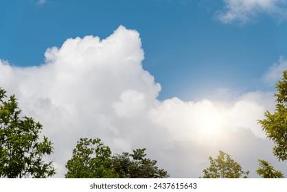 Looking up at the treetop and sky - Powered by Shutterstock