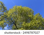 Looking up at a a treetop in the spring with a cloudless blue sky above.