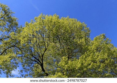 Looking up at a treetop in the spring with a cloudless blue sky above.