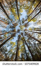 Looking up in the treetops during the hot spring day. 