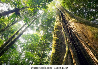 Looking up the trunk of a giant rainforest tree to the canopy, Ecuador