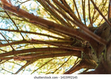 Looking up the trunk of an old tree with nice branch patterns. Sunny sky seen through the leaves.