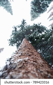 Looking up the trunk of a pine tree on a cold snowy day in the mountains