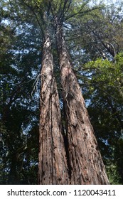 Looking Up The Trunks Of Two Redwood Trees In California.