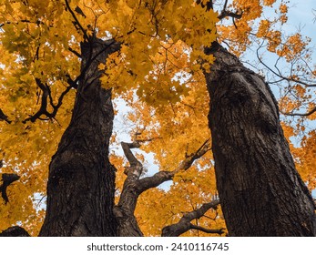 looking up at two silver maple trees during fall