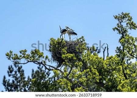 Looking up at two storks in a nest on a tree top, on a sunny spring day