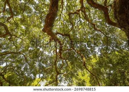 Looking up from under a Oak Tree canopy 