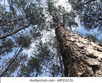 Looking up from under pine tree forest with worm eye view concept. - Selective focus texture on  trunk.