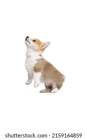 Looking Up. Full-length Portrait Of Cute Puppy Of Welsh Corgi Dog Posing Isolated On White Studio Background. Concept Of Motion, Pets Love, Animal Life. Looks Happy, Funny. Copy Space For Ad.