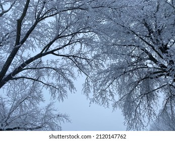 Looking up. Maple trees covered in ice and snow. Overcast sky in background.